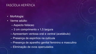 FASCÍOLA HEPÁTICA
• Morfologia:
• Verme adulto:
– Aspecto foliáceo
– 3 cm comprimento x 1,5 largura
– Apresentam ventosa oral e ventral (acetábulo)
– Presença de espinhos na cutícula
– Presença de aparelho genital feminino e masculino
– Eliminação de ovos operculados
 