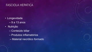 FASCIOLA HEPATICA
• Longevidade
– 9 a 13 anos
• Nutrição
– Conteúdo biliar
– Produtos inflamatórios
– Material necrótico formado
 