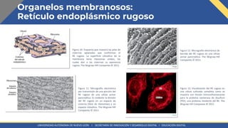 FASE 2. Retículo endoplásmico BIOLOGÍA CELULAR. presentación | PDF