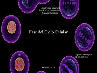 Universidad Yacambu
Facultad de Humanidades
Cátedra: Genética
Fase del Ciclo Celular
Dayanna Rodríguez
CI: 16.003.686
Octubre, 2016
 