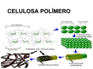 CELULOSA POLÍMEROCELULOSA POLÍMERO
 