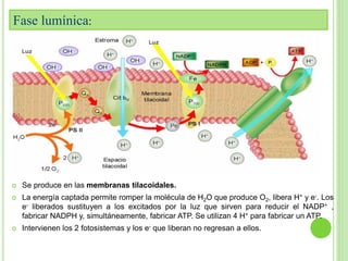 Fase lumínica: 
 Se produce en las membranas tilacoidales. 
 La energía captada permite romper la molécula de H2O que produce O2, libera H+ y e-. Los 
e- liberados sustituyen a los excitados por la luz que sirven para reducir el NADP+ , 
fabricar NADPH y, simultáneamente, fabricar ATP. Se utilizan 4 H+ para fabricar un ATP. 
 Intervienen los 2 fotosistemas y los e- que liberan no regresan a ellos. 
 