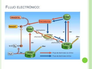 FLUJO ELECTRÓNICO: 
 