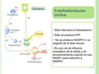 Fotofosforilación 
cíclica 
• Sólo interviene el fotosistema I 
• Sólo se produce ATP. 
• No se produce NADPH ni va 
seguido de la fase oscura 
• Es una vía de refuerzo 
energético de la célula y de 
almacenamiento cuando no hay 
NADP+ para reducirlo a 
NADPH. 
 