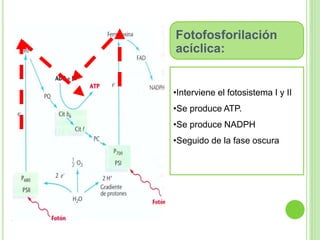 Fotofosforilación 
acíclica: 
•Interviene el fotosistema I y II 
•Se produce ATP. 
•Se produce NADPH 
•Seguido de la fase oscura 
