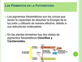 LOS PIGMENTOS EN LA FOTOSÍNTESIS 
 Los pigmentos fotosintéticos son los únicos que 
tienen la capacidad de absorber la Energía de la 
luz solar y utilizarla de manera efectiva, debido a 
sus estructuras moleculares. 
 En las plantas terrestres hay dos clases de 
pigmentos fotosintéticos Clorofilas y 
Carotenoides. 
 
