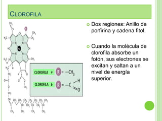 CLOROFILA 
 Dos regiones: Anillo de 
porfirina y cadena fitol. 
 Cuando la molécula de 
clorofila absorbe un 
fotón, sus electrones se 
excitan y saltan a un 
nivel de energía 
superior. 
 