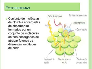 FOTOSISTEMAS 
 Conjunto de moléculas 
de clorofila encargadas 
de absorber luz 
formados por un 
conjunto de moléculas 
antena encargadas de 
atrapar fotones de 
diferentes longitudes 
de onda 
 