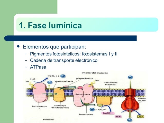 Fase luminosa
