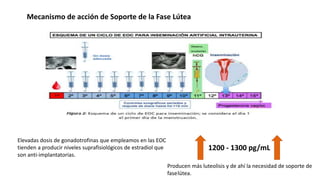 Mecanismo de acción de Soporte de la Fase Lútea
Elevadas dosis de gonadotrofinas que empleamos en las EOC
tienden a producir niveles suprafisiológicos de estradiol que
son anti-implantatorias.
1200 - 1300 pg/mL
Producen más luteolisis y de ahí la necesidad de soporte de
faselútea.
 