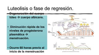 Luteolisis o fase de regresión.
• Degeneración del cuerpo
lúteo  cuerpo albicans.
• Diminución rápida de los
niveles de progésterona
plasmática 
menstruación.
• Ocurre 60 horas previo al
inicio de la menstruación
 