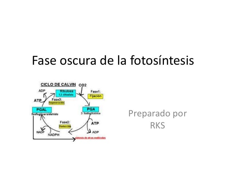 Fase oscura de la fotosíntesis