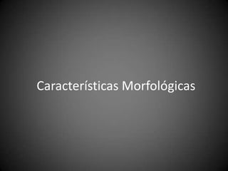 Características Morfológicas
 