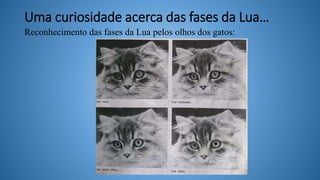 Uma curiosidade acerca das fases da Lua…
Reconhecimento das fases da Lua pelos olhos dos gatos:
 