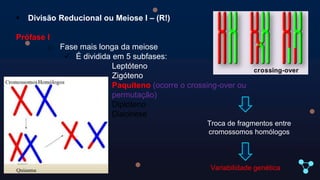 Fases da Meiose .pptx