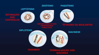 Fases da Meiose .pptx