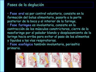 Fases de la deglución
• Fase oral es por control voluntario, consiste en la
formación del bolus alimentario, pasarlo a la parte
posterior de la boca y al interior de la faringe.
• Fase faringea es involuntaria, consiste en la
contracción de los músculos constrictores, cierre de la
nasofaringe por el paladar blando y desplazamiento de la
laringe hacia arriba para evitar el paso de los alimentos
y líquidos a las vías respiratorias.
• Fase esofágica también involuntaria, perisaltis
primaria.
 