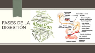 FASES DE LA
DIGESTIÓN