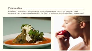 Fase cefálica
Esta fase ocurre antes que los alimentos entren al estómago e involucra la preparación del
organismo para el consumo y la digestión. La vista y el pensamiento, estimulan la corteza cerebral.