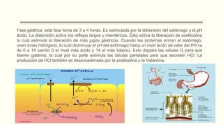 Fase gástrica: esta fase toma de 3 a 4 horas. Es estimulada por la distensión del estómago y el pH
ácido. La distensión activa los reflejos largos y mientéricos. Esto activa la liberación de acetilcolina
la cual estimula la liberación de más jugos gástricos. Cuando las proteínas entran al estómago,
unen iones hidrógeno, lo cual disminuye el pH del estómago hasta un nivel ácido (el valor del PH va
de 0 a 14 siendo 0 el nivel más ácido y 14 el más básico). Esto dispara las células G para que
liberen gastrina, la cual por su parte estimula las células parietales para que secreten HCl. La
producción de HCl también es desencadenada por la acetilcolina y la histamina.