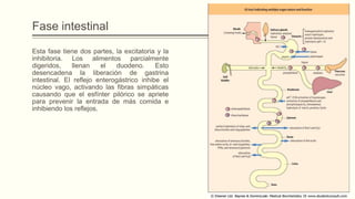 Fase intestinal
Esta fase tiene dos partes, la excitatoria y la
inhibitoria. Los alimentos parcialmente
digeridos, llenan el duodeno. Esto
desencadena la liberación de gastrina
intestinal. El reflejo enterogástrico inhibe el
núcleo vago, activando las fibras simpáticas
causando que el esfínter pilórico se apriete
para prevenir la entrada de más comida e
inhibiendo los reflejos.