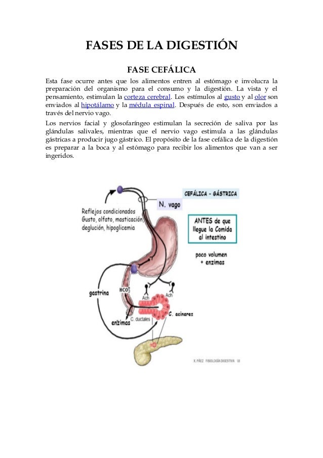 Fases de la digestión