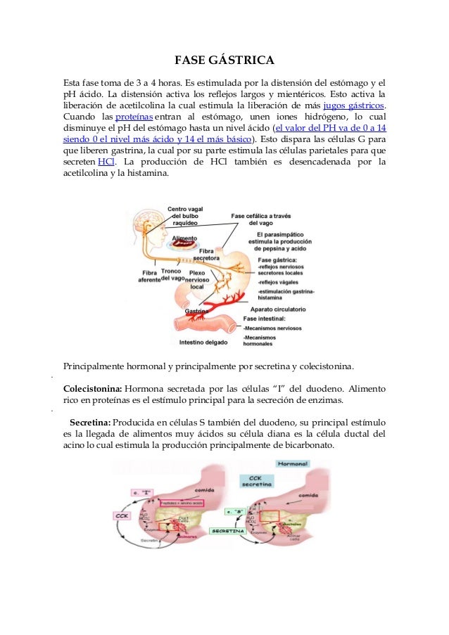 Fases de la digestión