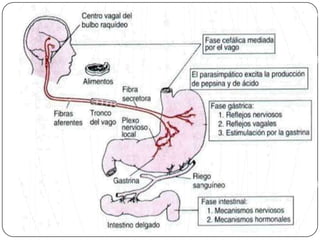 Fases de la función gástrica