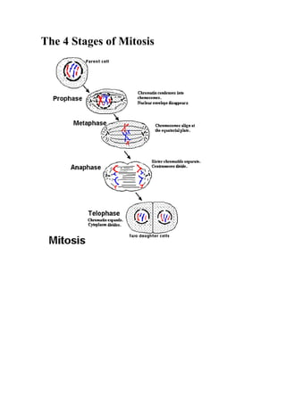 The 4 Stages of Mitosis<br /> <br />