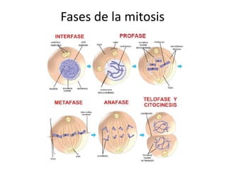 Fases de la mitosis
 