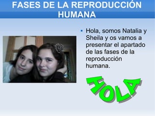 FASES DE LA REPRODUCCIÓN
         HUMANA
               Hola, somos Natalia y
                Sheila y os vamos a
                presentar el apartado
                de las fases de la
                reproducción
                humana.
 