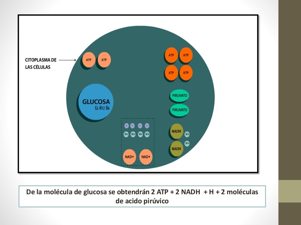 FASES DE LA RESPIRACION AEROBIA CLASE 22 FASES DE LA RESPIRACION AEROBIA CLASE 22