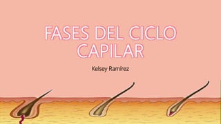 FASES DEL CICLO
CAPILAR
Kelsey Ramírez
 