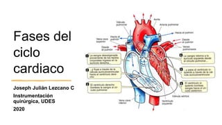 Fases del
ciclo
cardiaco
Joseph Julián Lezcano C
Instrumentación
quirúrgica, UDES
2020
 