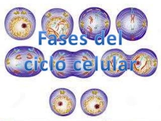Fases del ciclo celular