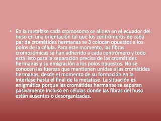 Fases del ciclo celular