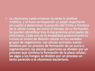 Fases del ciclo celular