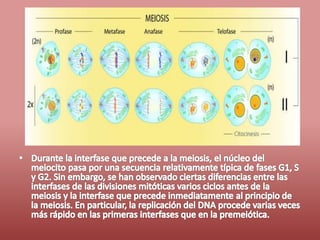 Fases del ciclo celular