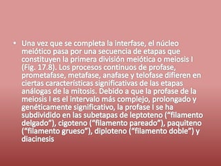 Fases del ciclo celular