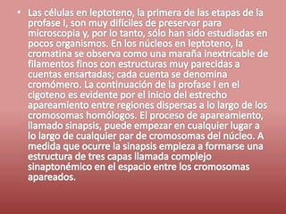 Fases del ciclo celular