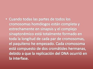 Fases del ciclo celular