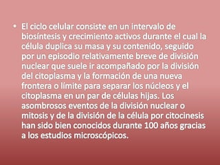 Fases del ciclo celular