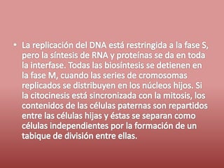 Fases del ciclo celular