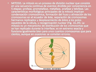 Fases del ciclo celular