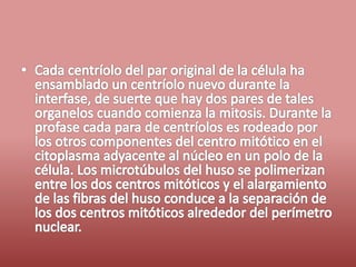 Fases del ciclo celular