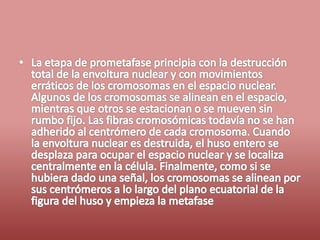 Fases del ciclo celular