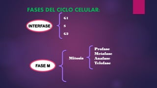 FASES DEL CICLO CELULAR:
G1
S
G2
Mitosis
Profase
Metafase
Anafase
Telofase
INTERFASE
FASE M
 