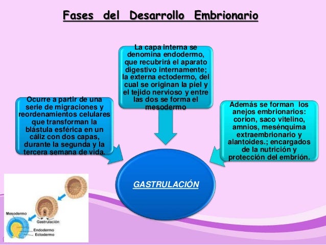 Fases del desarrollo embrionario