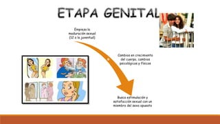 Empieza la
maduración sexual
(12 a la juventud)
Cambios en crecimiento
del cuerpo, cambios
psicológicos y físicos
Busca estimulación y
satisfacción sexual con un
miembro del sexo opuesto
 