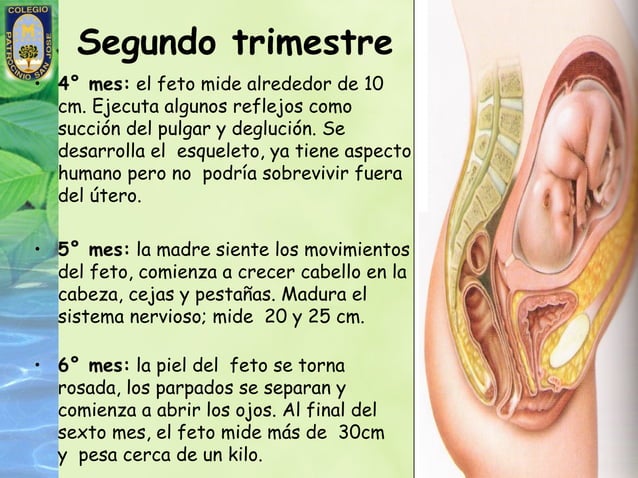 Fases del embarazo, parto y lactancia. | PPT